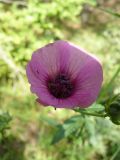 Althaea narbonensis