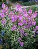 Physostegia virginiana