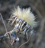 Carlina biebersteinii