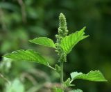 Amaranthus retroflexus