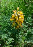 Phlomoides speciosa