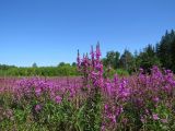 Lythrum salicaria. Цветущие растения на сыром лугу. Томская обл., окр. Томска. 04.08.2020.