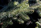 Abies cephalonica