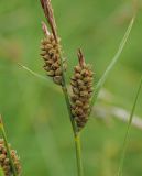 Carex tomentosa