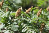 Rhus coriaria