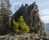 Pinus sylvestris. Молодое растение. Республика Башкортостан, Белорецкий р-н, Абзаковский сельсовет, окр. Белорецка, вершина горы Курташ, каменистая почва. 6 ноября 2021 г.