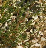 Polygonum arenastrum