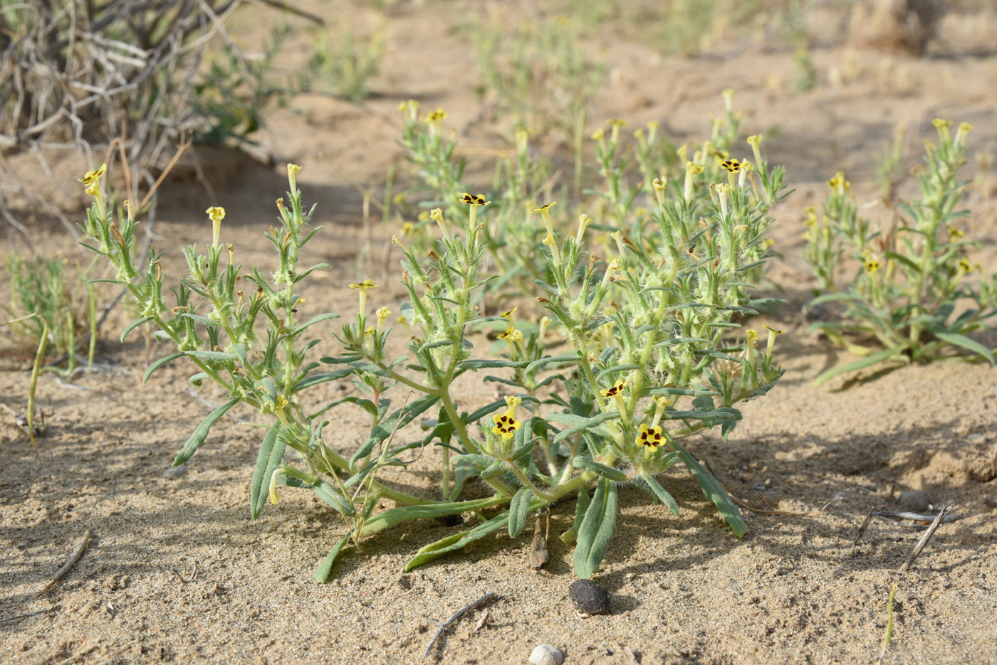 Изображение особи Arnebia decumbens.