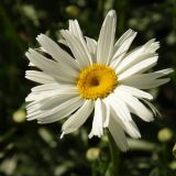 Leucanthemum &times; superbum