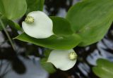 Calla palustris