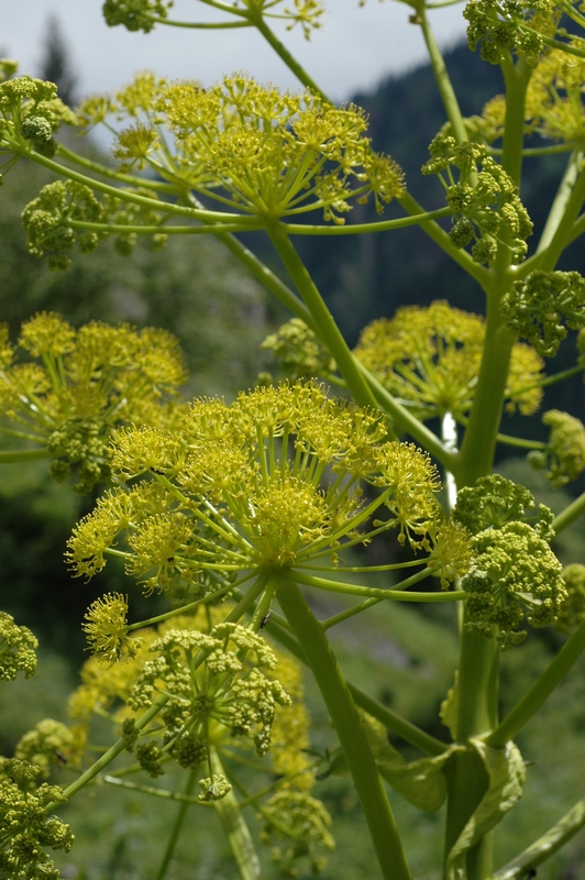 Изображение особи Ferula inciso-serrata.