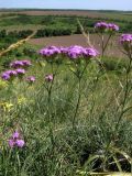 Dianthus pseudarmeria