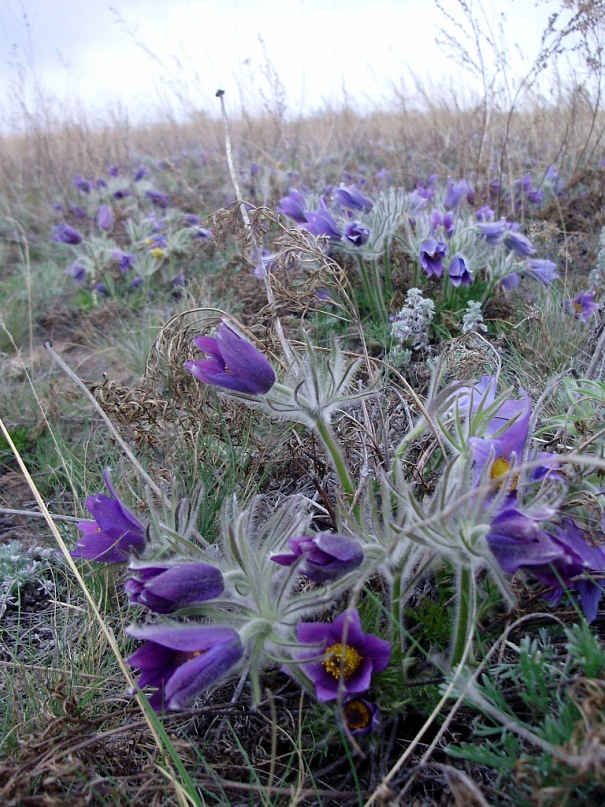 Изображение особи Pulsatilla turczaninovii.