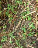 Marsilea quadrifolia. Растения среди побегов тростника. Астраханская обл., Камызякский р-н, берег р. Гандурино у переправы возле с. Образцово-Травино. 17.08.2011.