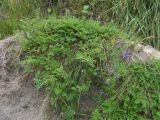 Astragalus brachytropis. Цветущее и плодоносящее растение. Кабардино-Балкария, Зольский р-н, долина Джилы-Су. 27.07.2012.