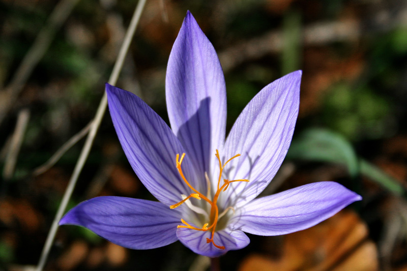 Изображение особи Crocus speciosus.