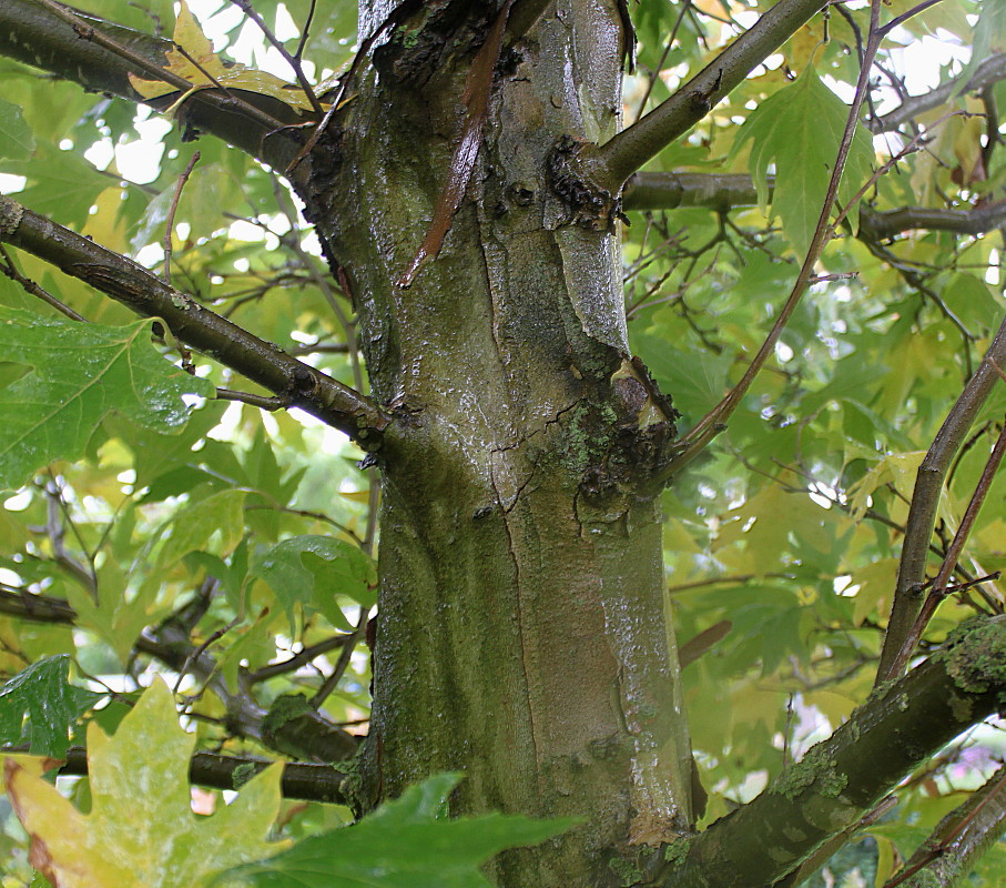 Изображение особи Platanus orientalis.