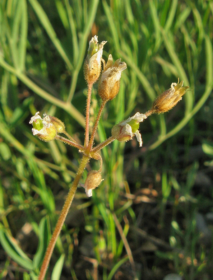 Изображение особи Holosteum glutinosum ssp. liniflorum.