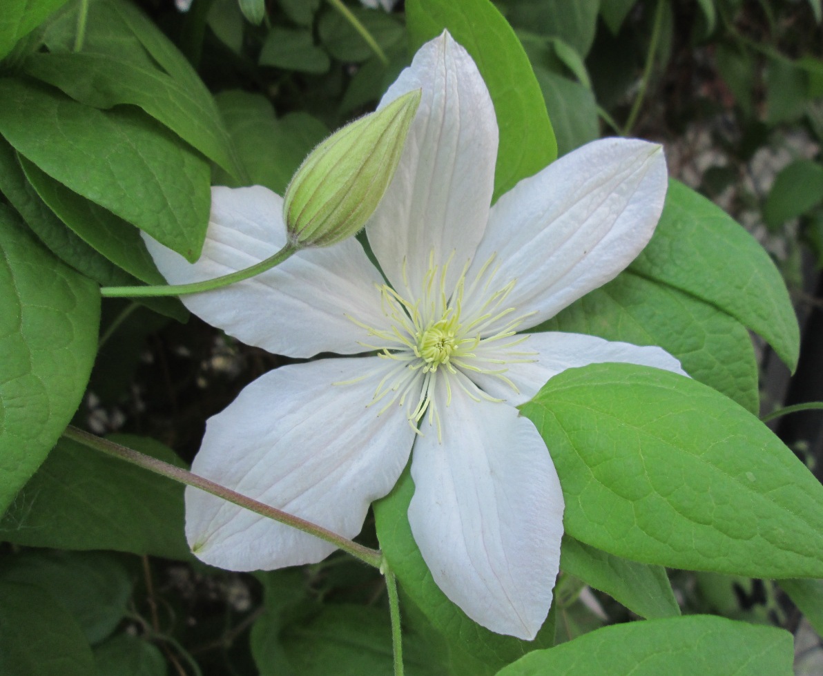 Изображение особи род Clematis.