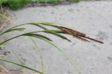 Carex acuta