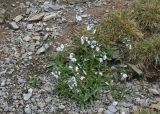 Veronica gentianoides. Цветущее растение. Адыгея, Кавказский заповедник, гора Атамажи, предвершина, высота 2639 м н.у.м. 23.06.2013.