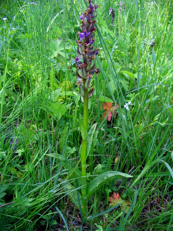 Image of Dactylorhiza majalis specimen.