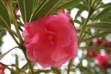 Nerium oleander