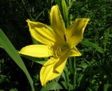 Hemerocallis lilio-asphodelus