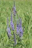 Veronica longifolia