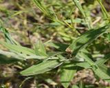 Melandrium latifolium