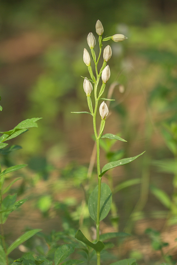 Изображение особи Cephalanthera damasonium.