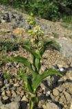 Epipactis helleborine