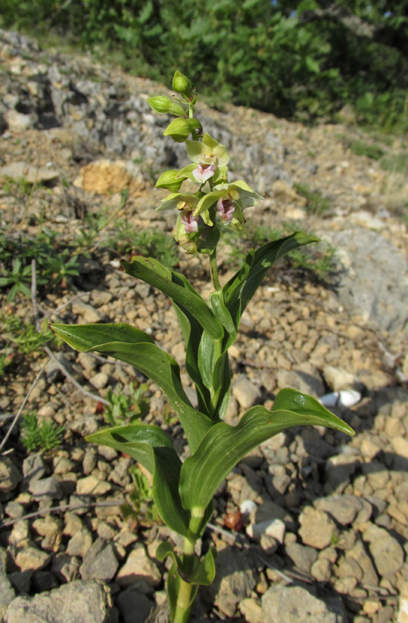 Изображение особи Epipactis helleborine.