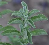 Stevia rebaudiana