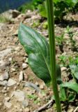 Senecio kolenatianus