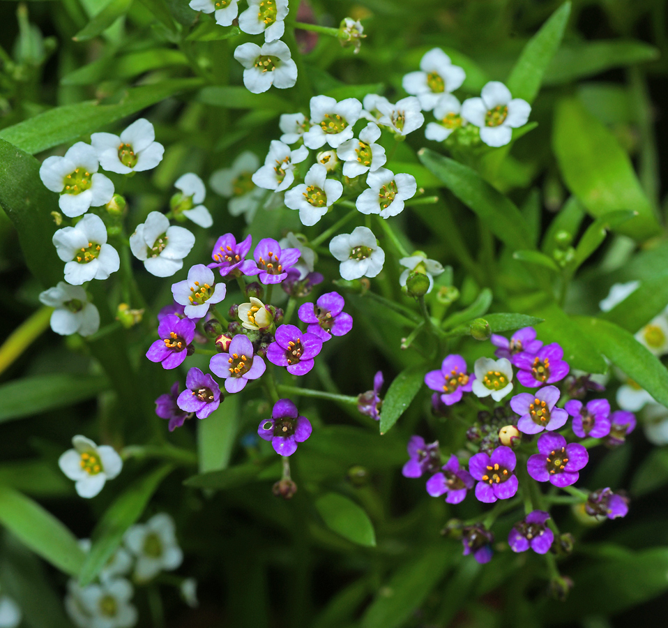 Изображение особи Lobularia maritima.