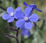 род Anchusa