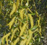 Salix excelsa