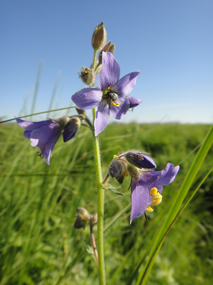 Изображение особи Polemonium acutiflorum.