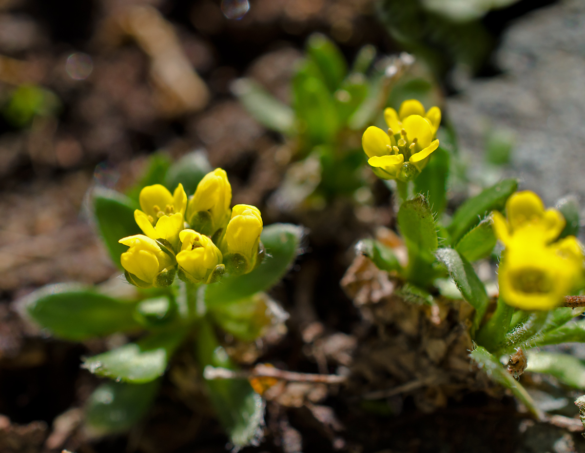 Изображение особи Draba oreades.