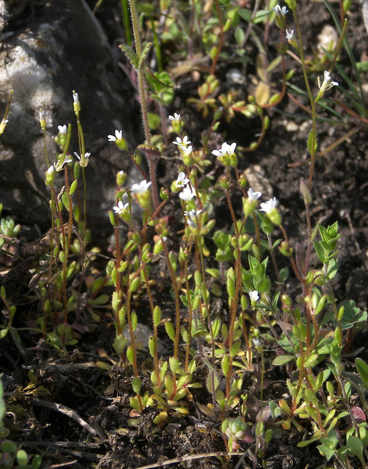 Изображение особи Saxifraga tridactylites.