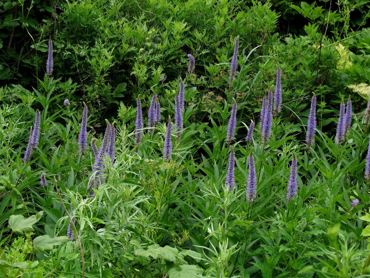 Изображение особи Veronicastrum sibiricum.