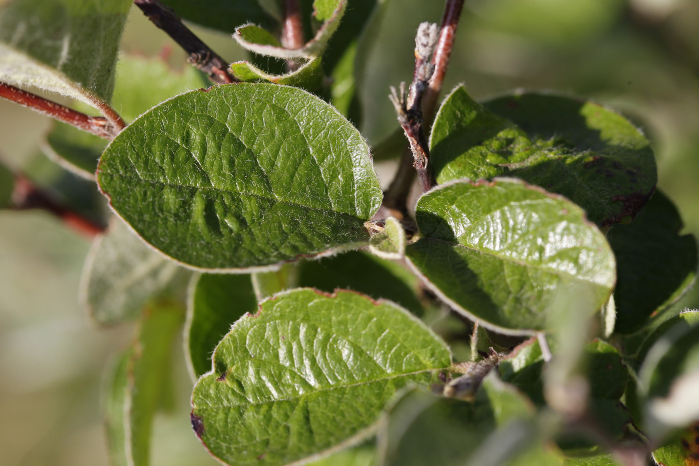 Image of Cotoneaster melanocarpus specimen.