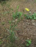 род Tragopogon