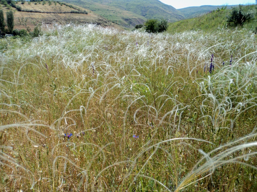 Изображение особи род Stipa.