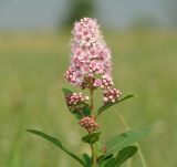 Spiraea salicifolia. Верхушка побега с соцветиями. Иркутская обл., Ангарский р-н, окр. дер. Зуй, луг в долине р. Ангара. 13.07.2016.