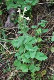 Scutellaria cordifrons