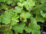 Alchemilla xanthochlora