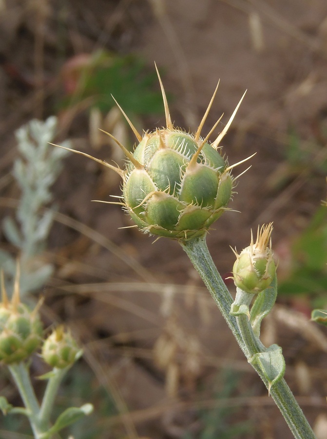 Изображение особи Centaurea salonitana.