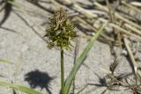 Carex macrocephala. Верхушка побега с соцветием. Сахалинская обл., Охинский р-н, залив Вторая бухта (озеро Хангуза), песчаный береговой вал. 17.07.2017.